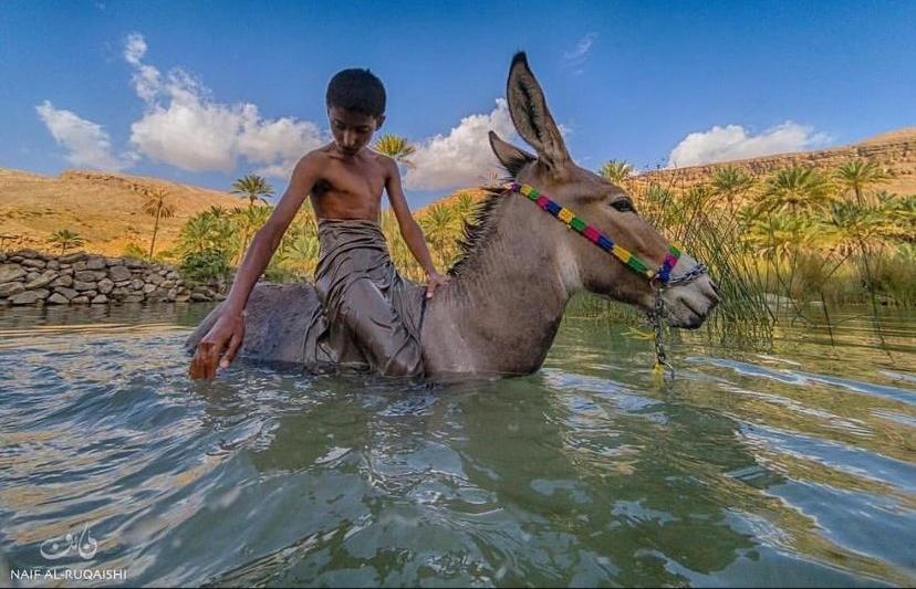 إستراحة وادي بني خالد Dawwah